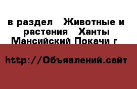  в раздел : Животные и растения . Ханты-Мансийский,Покачи г.
